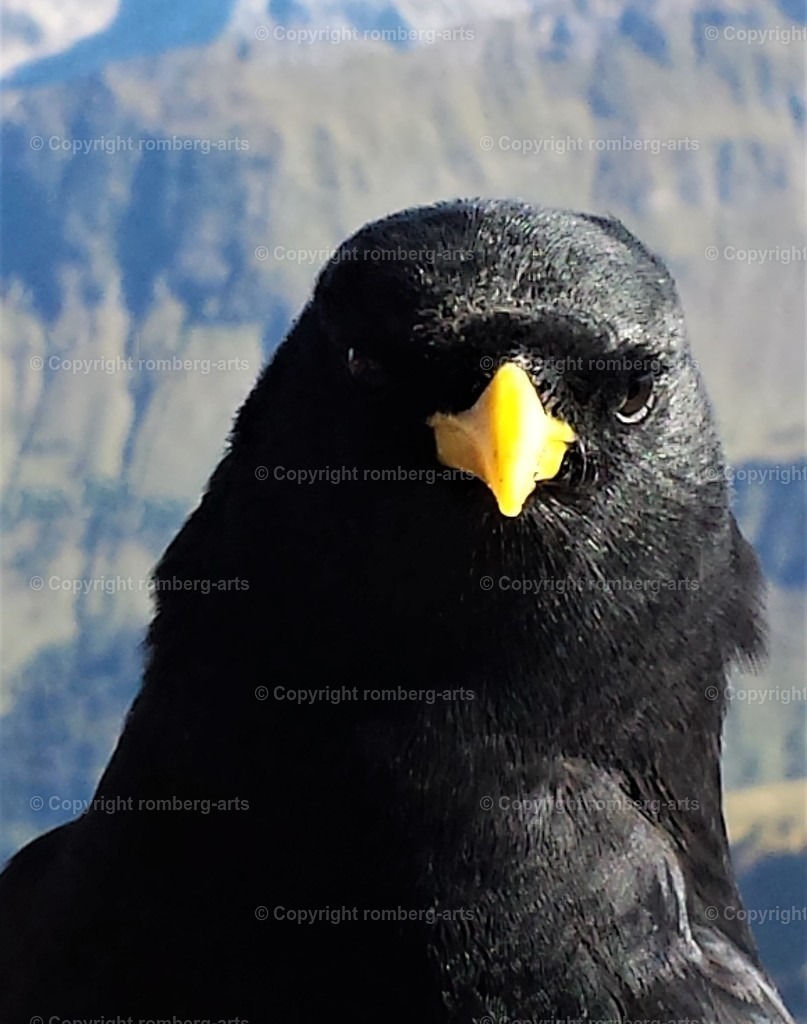 Alpendohle1 | Alpendohle, Alpenvogel, Dohle, Rabenvögel, schwarzer Vogel, schwarzes Gefieder, gelber Schnabel