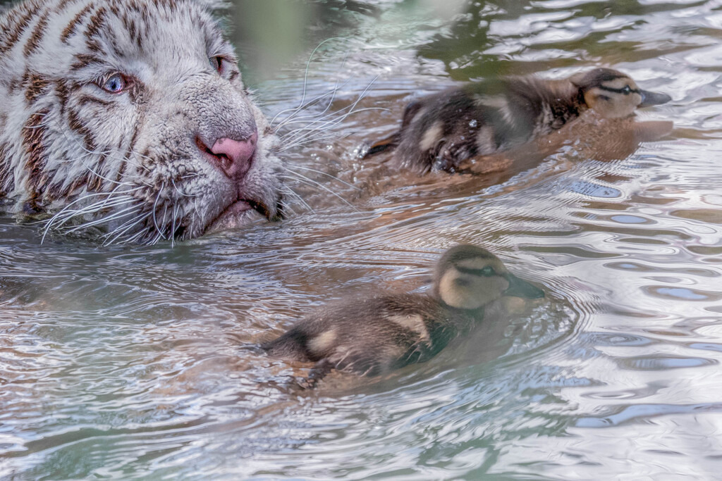 Badespass mit Tiger | ... er will nur spielen: ein Tiger auf der Jagd nach Entenkücken, da fragt man sich, ob der Tiger auch weiss, dass er nur spielen will - Realisiert mit Pictrs.com