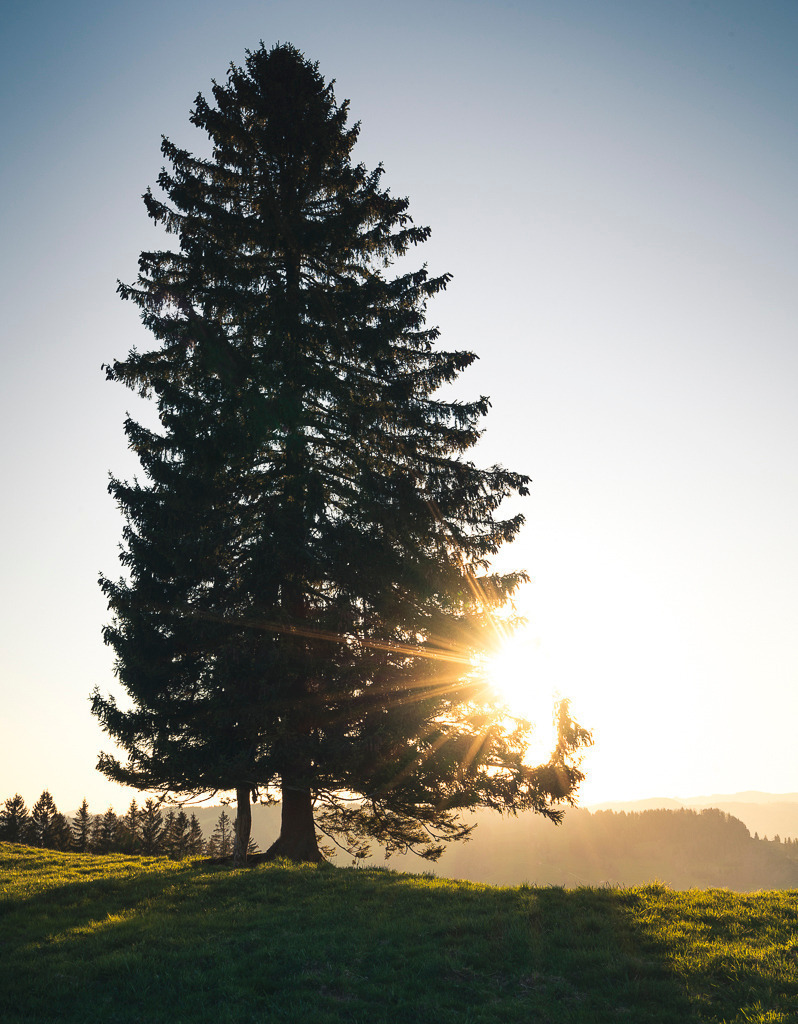 Abendlicht im Allgäu | Ein einzelner Baum steht auf einem sanft geschwungenen Hügel im Allgäu, während die letzten Sonnenstrahlen des Tages durch seine Äste scheinen. Die tiefstehende Sonne taucht die Landschaft in warmes Licht und lässt lange Schatten über das frische Gras tanzen. Ein ruhiger, fast magischer Moment – eingefangen zwischen Tag und Abend. - Realisiert mit Pictrs.com