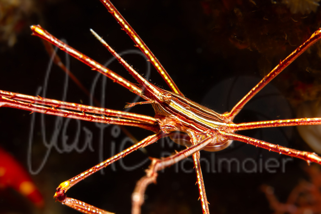Stenorhynchus seticornis | Pfeilkrabbe - Realisiert mit Pictrs.com