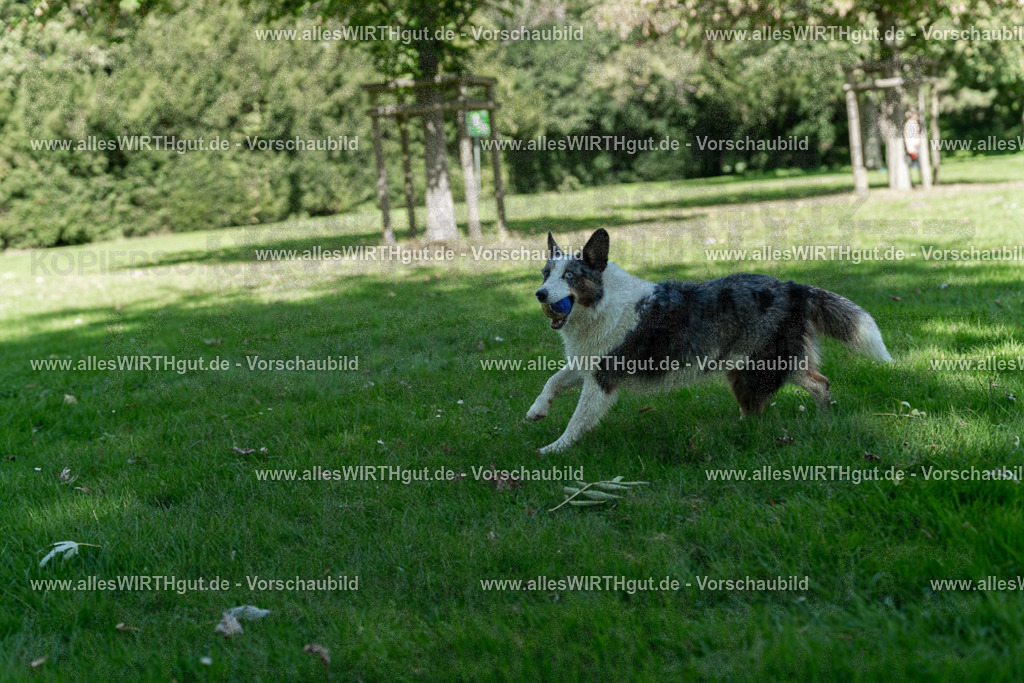 Hundeschwimmen_Volksbad_2026-allesWIRTHgut_Tierfotografie-2609061321-7R500654 | Professionelle Tierfotografie in Mönchengladbach von Daniel Wirth (allesWIRTHgut). Liebevolle & natürliche Bilder von Hunden & Katzen für unvergessliche Erinnerungen.