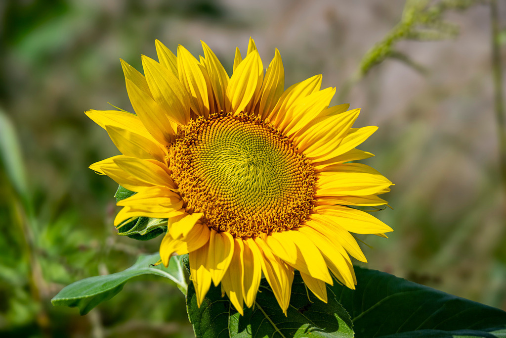 Ein Gesicht voller Sonne | Perfekt symmetrisch entfaltet sich das Blütenmuster der Sonnenblume, in ihrer Mitte ein feines Spiralwerk aus unzähligen kleinen Blüten. Das satte Gelb der Blütenblätter leuchtet im warmen Licht und strahlt pure Lebensfreude aus. Ein Moment voller Nähe zur Natur, der die stille Schönheit und Vollkommenheit dieser Blume ganz nah erlebbar macht. - Realisiert mit Pictrs.com