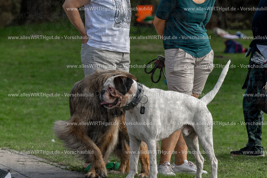 Hundeschwimmen_Volksbad_2026-allesWIRTHgut_Tierfotografie-2609061502-FAY07074 | Professionelle Tierfotografie in Mönchengladbach von Daniel Wirth (allesWIRTHgut). Liebevolle & natürliche Bilder von Hunden & Katzen für unvergessliche Erinnerungen.