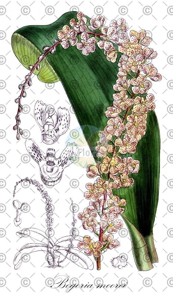 HistAbb_EMP_101216_1_SIMPLE | Historische Abbildung von Bogoria moorei - Orchidaceae | Historical Illustration of Bogoria moorei - Orchidaceae