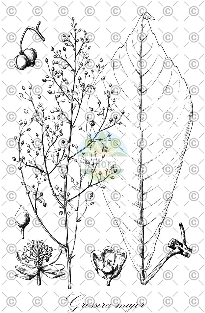 HistAbb_wfo-0000710623_1_ENZY_Simple | Historische Abbildung von Grossera major - Euphorbiaceae | Historical Illustration of Grossera major - Euphorbiaceae