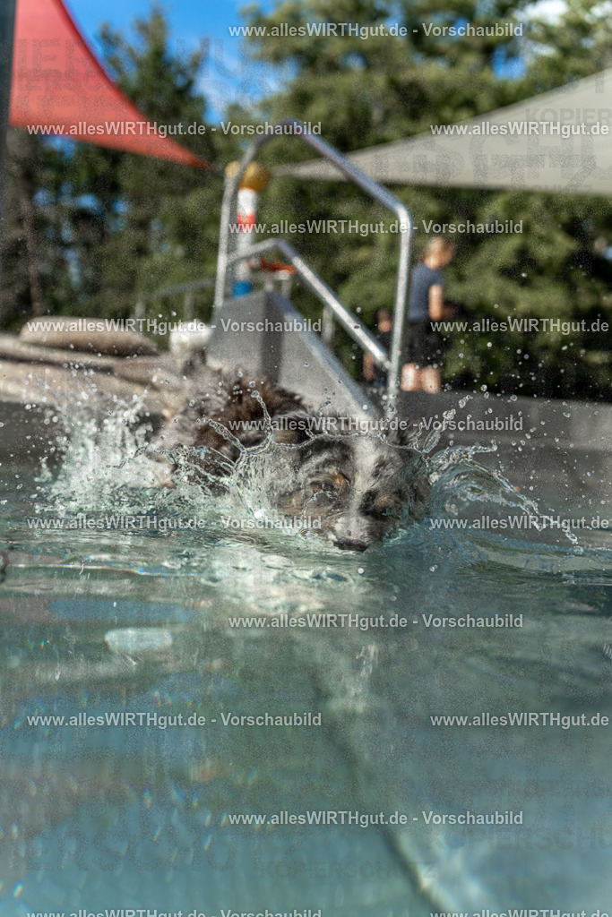 Hundeschwimmen_Volksbad_2026-allesWIRTHgut_Tierfotografie-2609061535-7R501660 | Professionelle Tierfotografie in Mönchengladbach von Daniel Wirth (allesWIRTHgut). Liebevolle & natürliche Bilder von Hunden & Katzen für unvergessliche Erinnerungen.