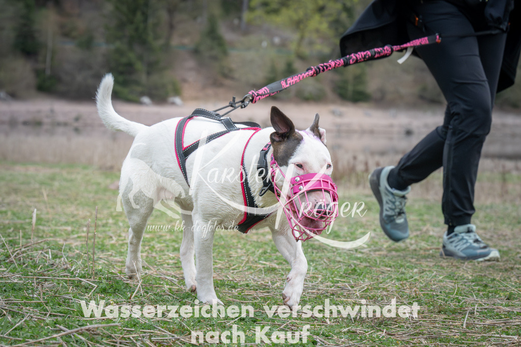 1840_ZZ99872 | kk-dogfotos