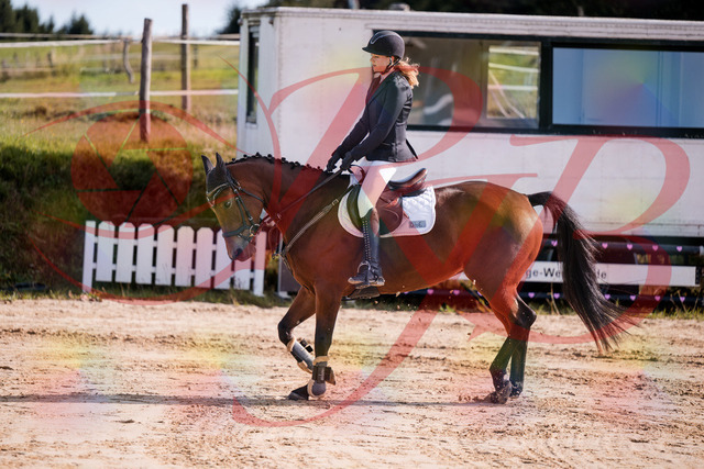 2026_10_03_Siefer-Hof_143549_Z81_04972574 | Professionelle Reitsport-, Turnier- und Eventfotografie von Robert Broda. Galerien mit ausgewählten und bearbeiteten Bildern direkt online ansehen und bestellen.