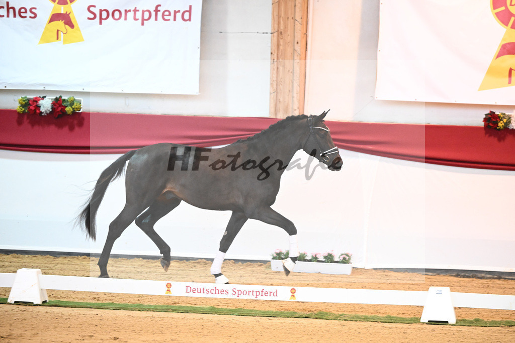 Kat-Nr. 37 Jovian x Lord Sinclair I_Meyer_43231966 | hf-fotografie - Realisiert mit Pictrs.com