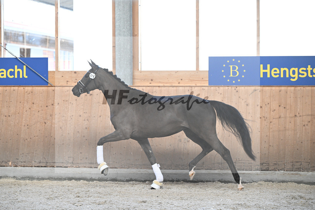 Kat-Nr. 74 Basics Zaubermaus HS v. Millennium_Sommer_5252018 | hf-fotografie - Realizzato con Pictrs.com