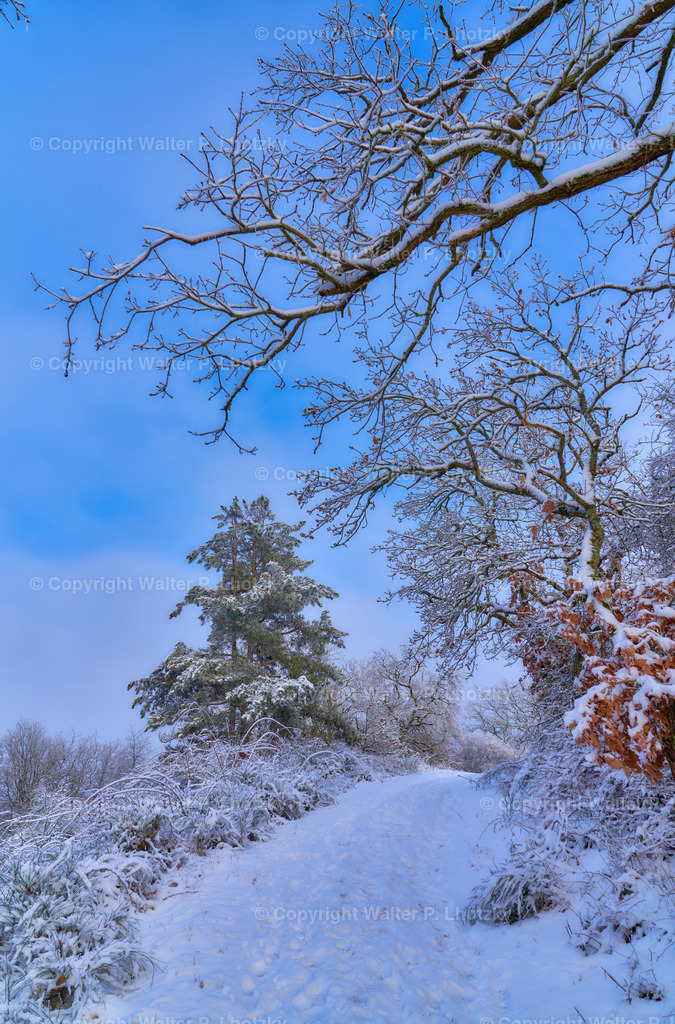 LHO04526 | wlstudio - Realisiert mit Pictrs.com