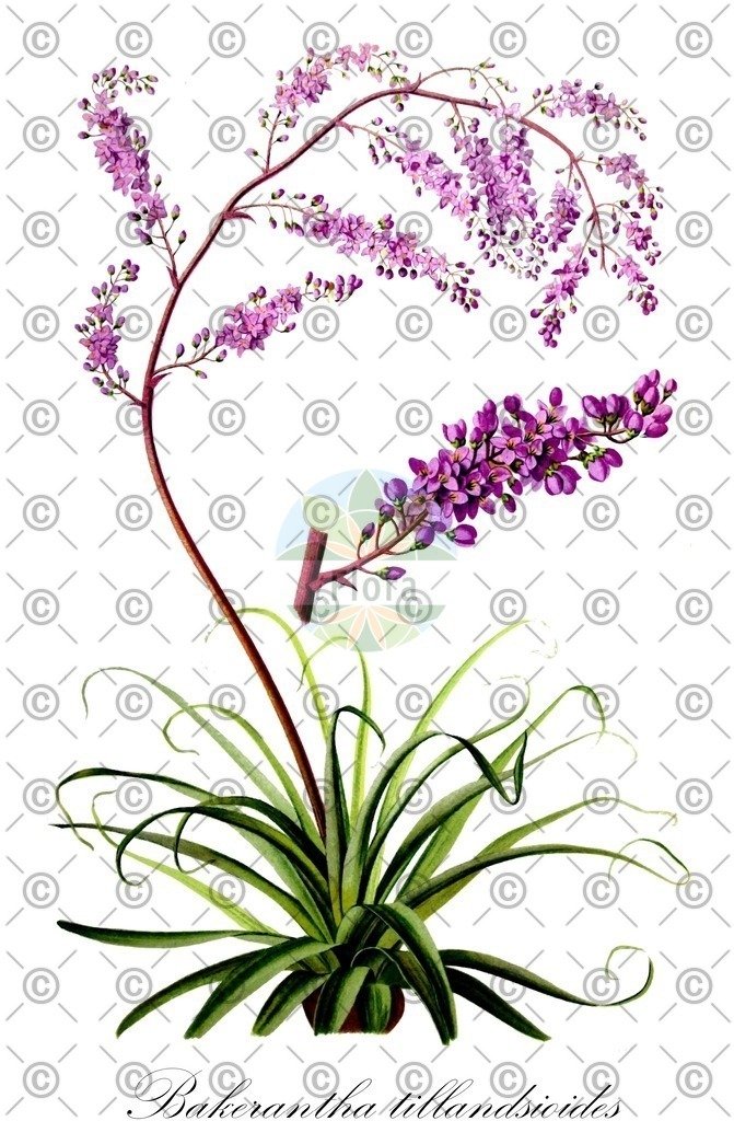 HistAbb_wfo-0000558528_1_ENZY_Simple | Historische Abbildung von Bakerantha tillandsioides - Bromeliaceae | Historical Illustration of Bakerantha tillandsioides - Bromeliaceae