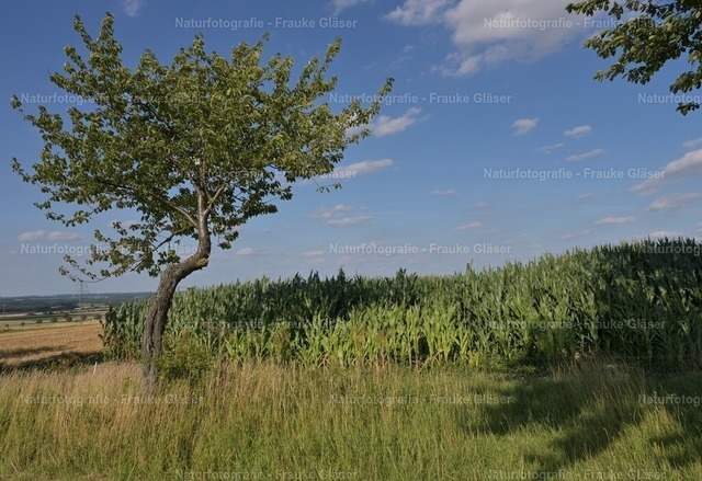 F.Gläser_0826 | Naturfotografie Frauke Gläser - Realisiert mit Pictrs.com