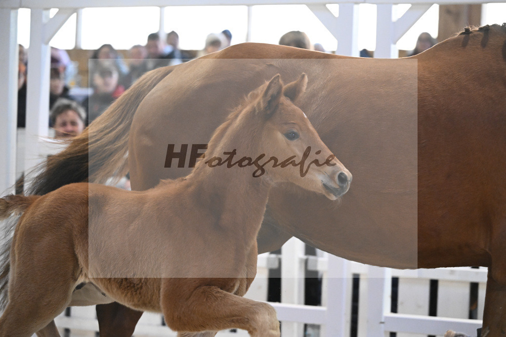 Fohlen Va Bene_Feigl_7240960 | hf-fotografie - Realisiert mit Pictrs.com