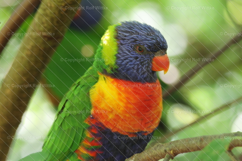 1D3A6994 | Regenbogen Lori - Realisiert mit Pictrs.com