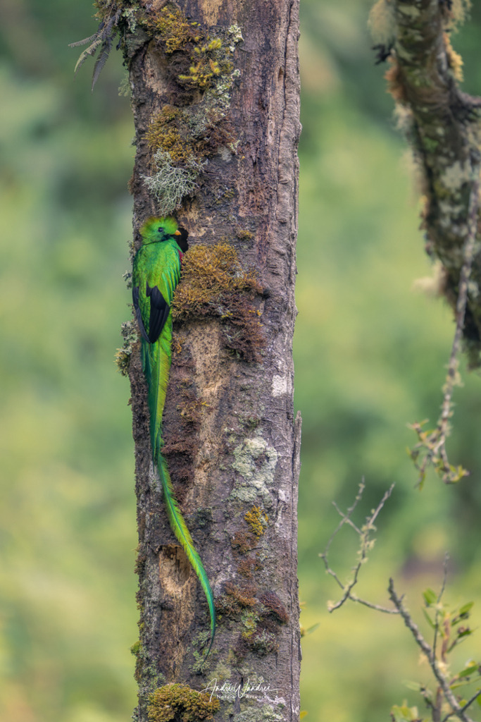 Der Regenwaldflüsterer | Andre Wandrei - Nature Artworx - Realisiert mit Pictrs.com