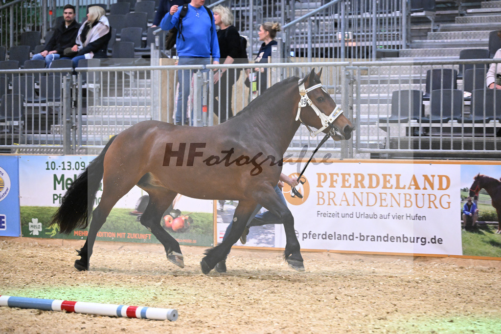 Kat-Nr. 19 Halina v. Vulkan_Kern_1260286 | hf-fotografie - Realisiert mit Pictrs.com