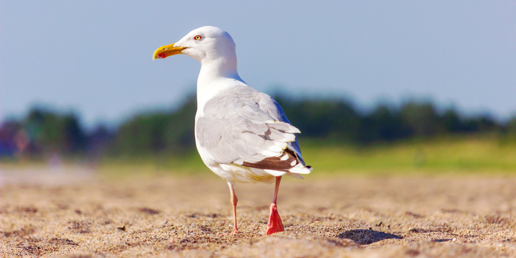 Panorama Wandbild: Möwe spaziert am Strand in Weidefeld | Dieses Panorama Wandbild im Querformat zeigt eine Möwe, die entspannt am Weidefelder Strand spaziert. Ihr weißes Gefieder und die grauen Flügel heben sich wunderschön gegen den blauen Himmel und die grünen Bäume im Hintergrund ab. Der sandige Boden und die natürliche Szene verleihen diesem Bild eine beruhigende und maritime Atmosphäre, ideal für Ihr Zuhause oder Büro. - Realisiert mit Pictrs.com