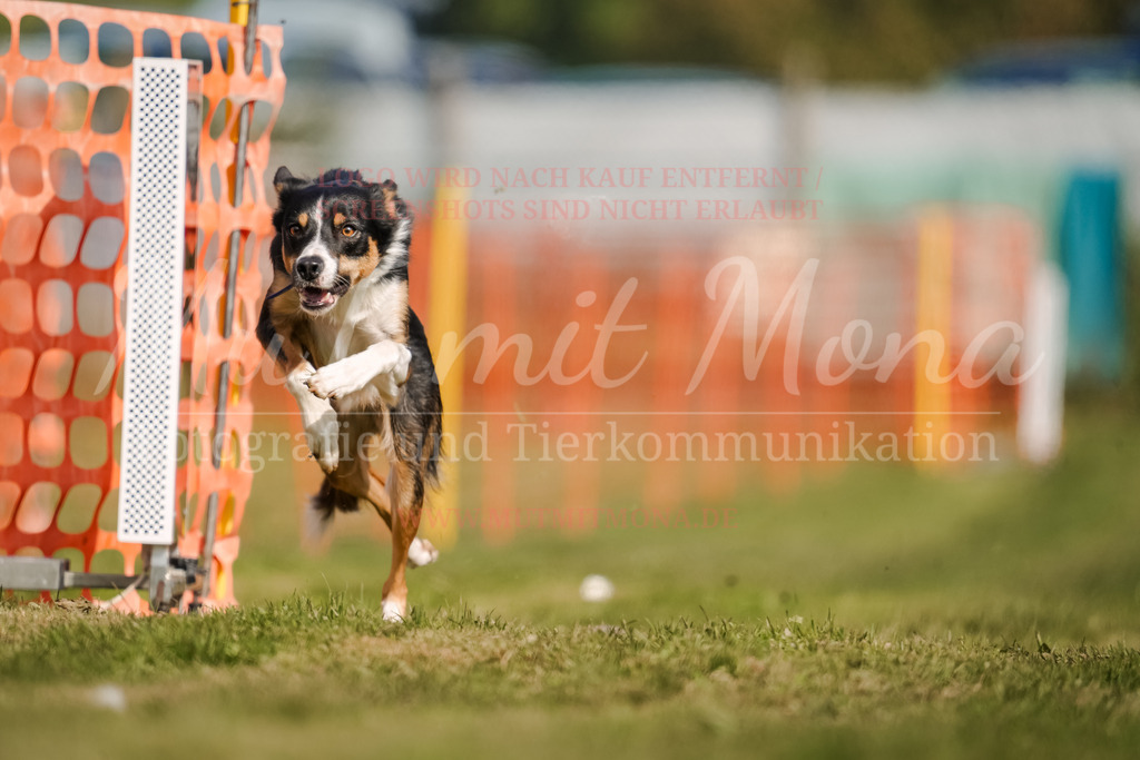 20250928_Hunderennen-383 | MuT (Mensch und Tier) mit Mona - Fotografie und Tierkommunikation - Realisiert mit Pictrs.com