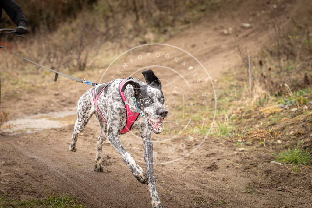 DV3A1410 | Hundefotografie, Tierfotograf, Pfotenfotografie, Fotoshooting Hund, Hunde Portrait, Hundesport, Hundeportraits, Heideshooting, Hunde, Sportfotograf, Hundefotograf, Turnierhundsport, THS,  - Realisiert mit Pictrs.com