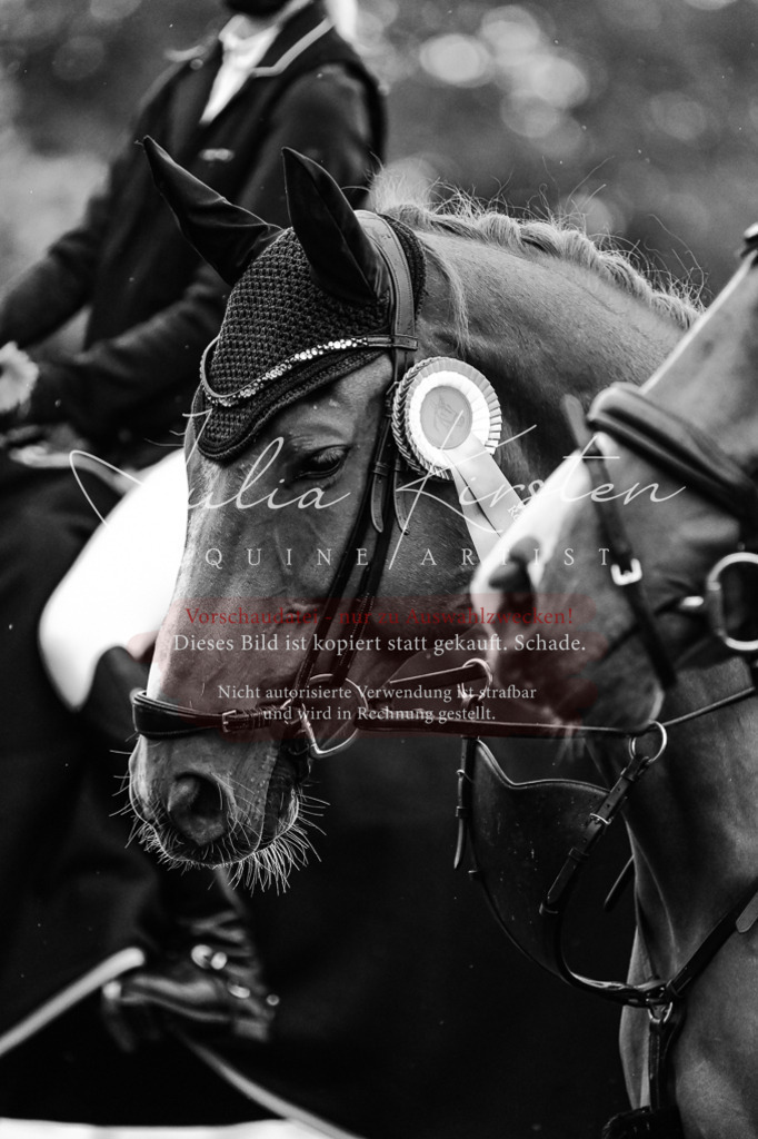 DSC_6672 | Pferde- und Turnierfotografie in Westsachsen. Pferdeportraits, Auftragszeichnungen und intuitive Kunst.