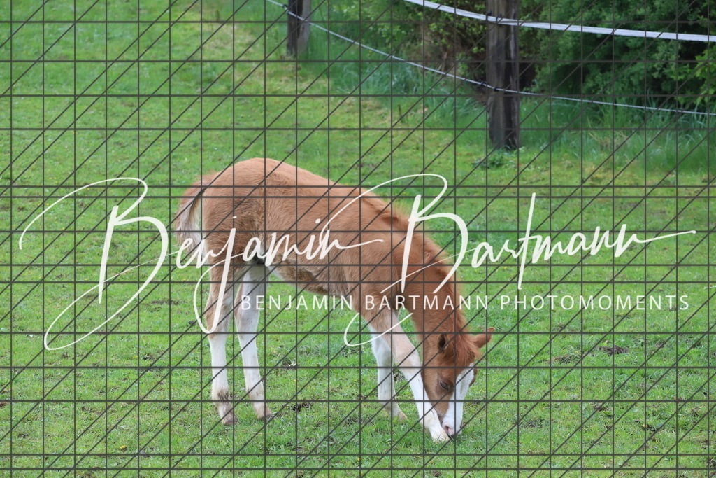 IMG_4329 | Benjamin Bartmann Photomoments