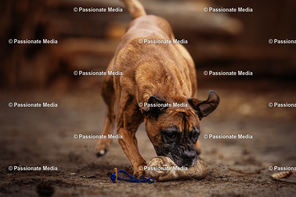 DSC01739 | Passionate Media, dein Fotograf aus Brandenburg, Märkisch Oderland, im Bereich Motorsport, Autos und Motorräder sowie Events und auch Hunde. Shootings oder auch Eventbegleitungen können bei mir gebucht we