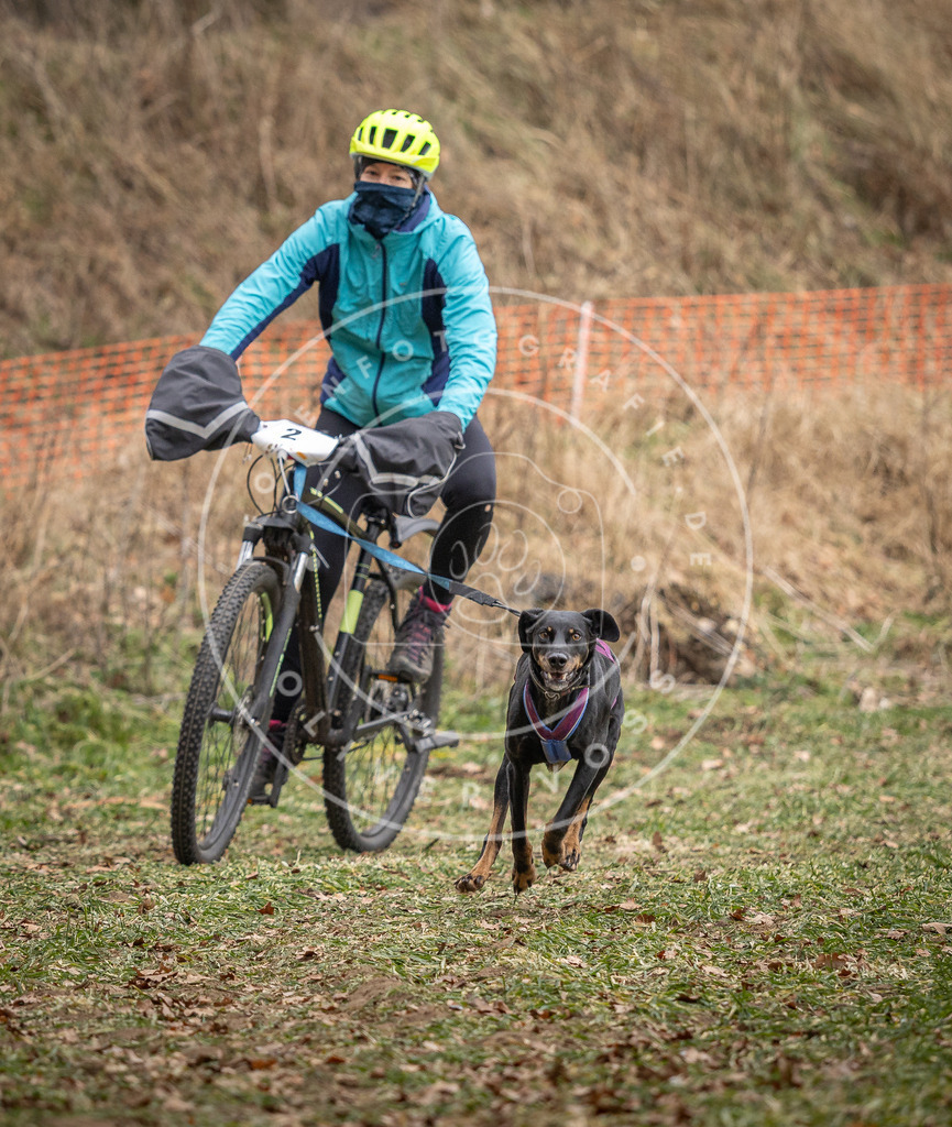 Pfotenfotografie_DV3A6986 | Hundefotografie, Tierfotograf, Pfotenfotografie, Fotoshooting Hund, Hunde Portrait, Hundesport, Hundeportraits, Heideshooting, Hunde, Sportfotograf, Hundefotograf, Turnierhundsport, THS,  - Realisiert mit Pictrs.com