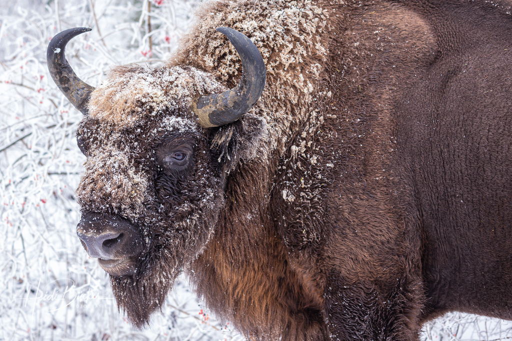 Freilebender Wisentbulle im Rothaargebirge | Freilebender Wisentbulle im Sauerland, Rothaargebirge  - Realisiert mit Pictrs.com