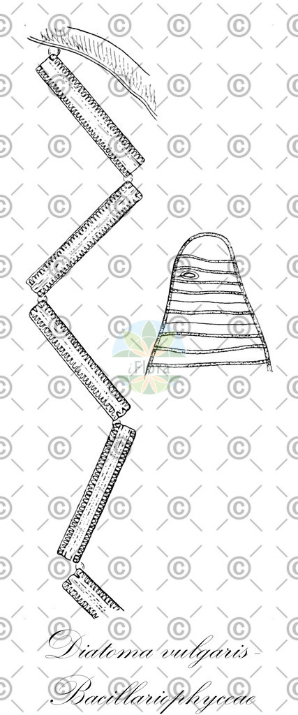 HistAbb_wfo-0000644935_1_ENZY_Simple | Historische Abbildung von Diatoma vulgaris - Bacillariophyceae - | Historical Illustration of Diatoma vulgaris - Bacillariophyceae - 