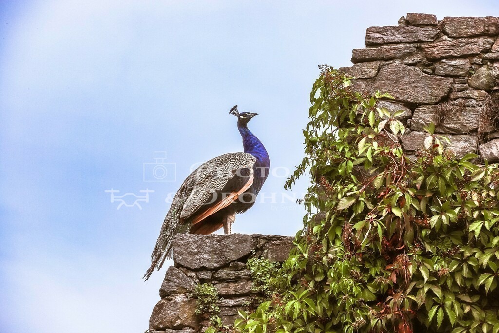 Pfau Aschaffenburg-1627 | Ein Pfau im Park Schöntal in der Stadtmitte von Aschaffenburg in Bayern. Der Park ist ein gemütliches Ausflugsziel mit viel Grün, Wasser und Tieren. - Realisiert mit Pictrs.com