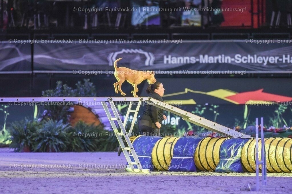 20231115_Dog-Agility_0116_TOMsPiC | Foto: Thomas Hartig
