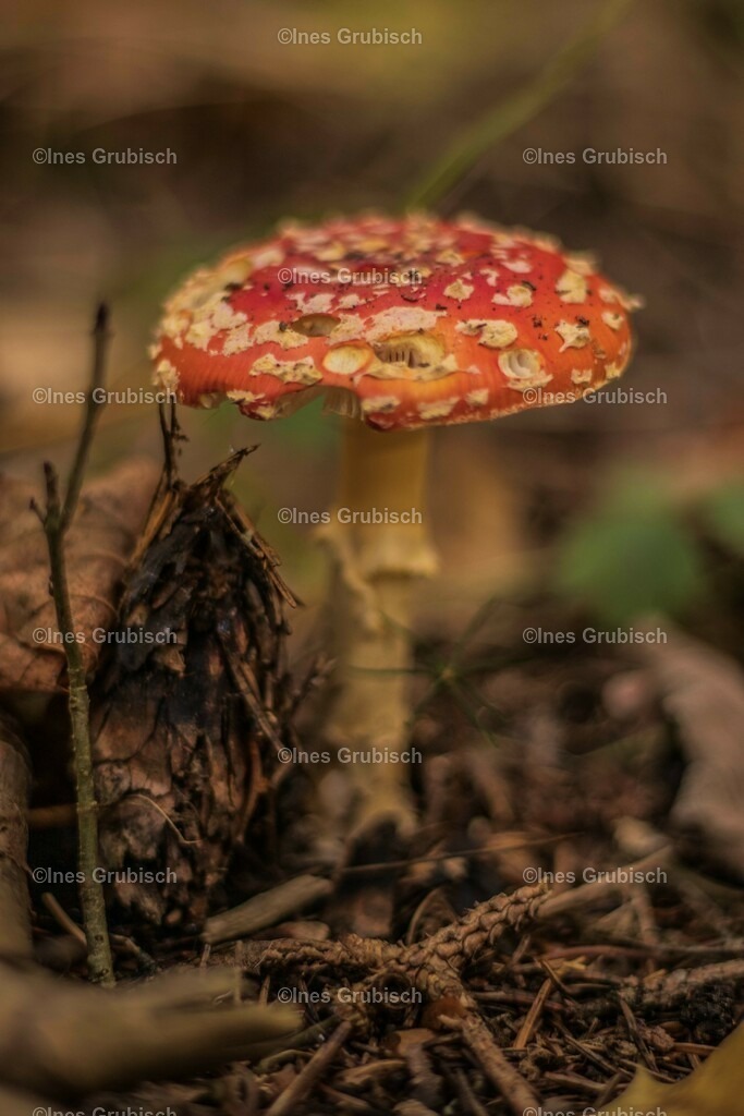 IMG_0900_1_ | Lila Lubbenbomm - Artwork by Ines Grubisch - Realisiert mit Pictrs.com