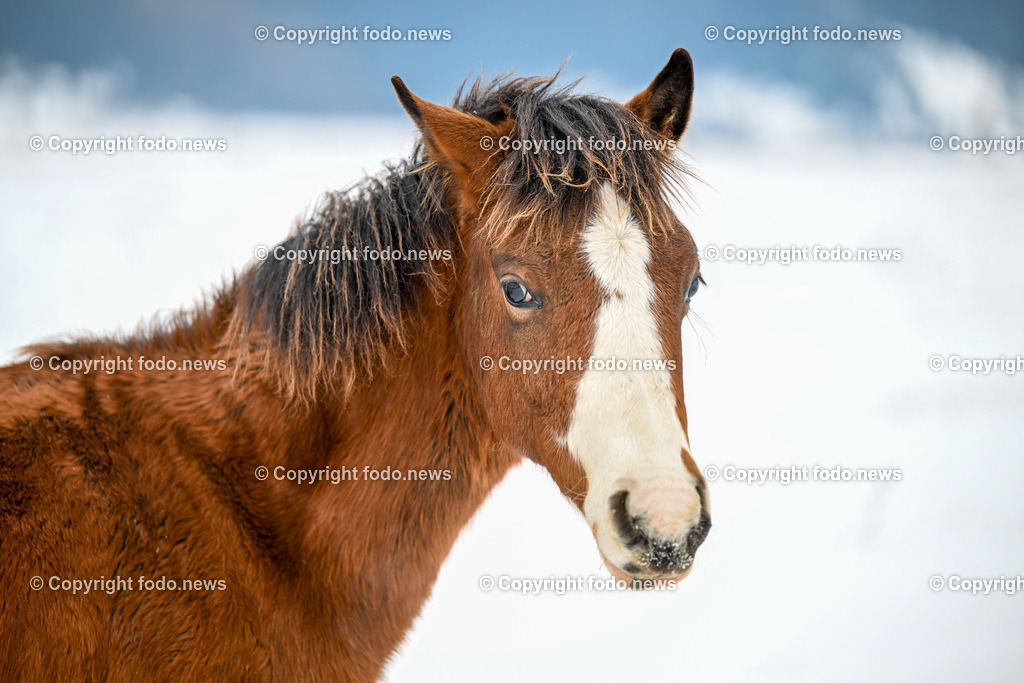 Slowakei_ Durcina_ Ranch Simba_ 06.01.2026-3 | 06.01.2026, Rajec, SVK, Themenbild, Pferde, im Bild Pferd, Pferde, Stute, Hengst, Fohlen, Quarter Horse, Ranch, Weide, Hof, Wiese, Stall, Nutztier, Tier, Winter, Schnee