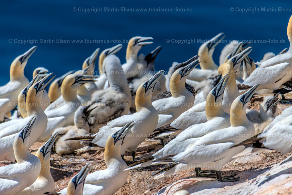 Helgoland Bastölpel_ELS_3353030818 | Helgoland - Aufnahmedatum: 03.08.2018, Aufnahmehöhe:  m, Koordinaten:  - , Bildgröße: 8256 x  5504 Pixel - Copyright 2018 by Martin Elsen, Kontakt: Tel.: +49 157 74581206, E-Mail: info@schoenes-foto.deSchlagwörter:Schleswig-Holstein,Landkreis Pinneberg,Düne,Hochseeinsel,Börteboote,Meer,Küste,Halunder,Oberland,Unterland,Strand,Seehunde,Robben,Lange Anna,Felsen,Roter Felsen,Luftbild,Luftbilder,Bastölpel - Realisiert mit Pictrs.com