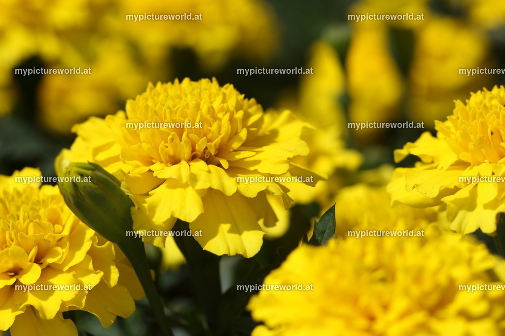 Tagetes-001 | Das Bilderarchiv über Tiere, Planzen und Landschaften. In der Bilddatenbank finden Sie ein große Auswahl an hochwertigen Bilder für Ihre Werbung - Realized with Pictrs.com