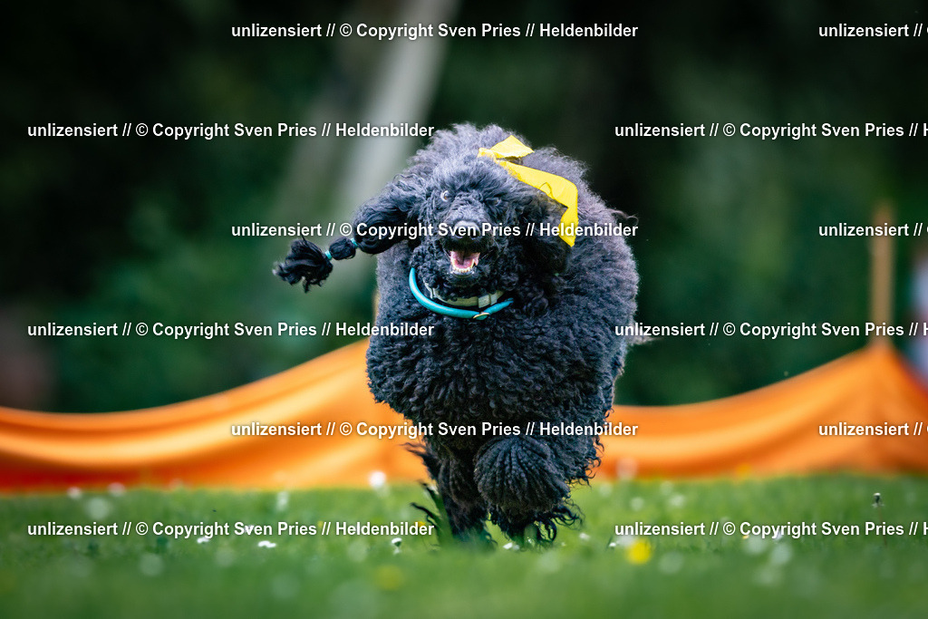 Sven Pries | 2026-05-14 - Hunderennen KA Durlach Vatertag 2026 - Realisiert mit Pictrs.com