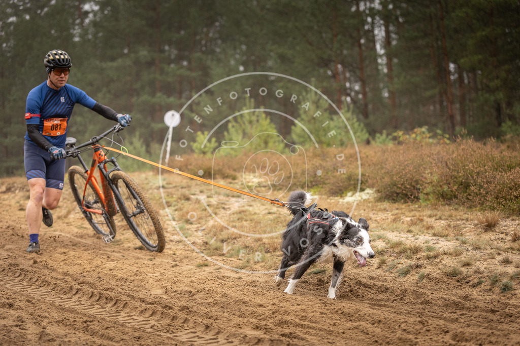 Pfotenfotografie_DV3A2761 | Hundefotografie, Tierfotograf, Pfotenfotografie, Fotoshooting Hund, Hunde Portrait, Hundesport, Hundeportraits, Heideshooting, Hunde, Sportfotograf, Hundefotograf, Turnierhundsport, THS,  - Realisiert mit Pictrs.com