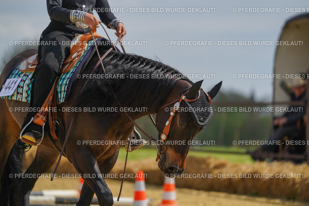 DSC05245 | Pferdegrafie