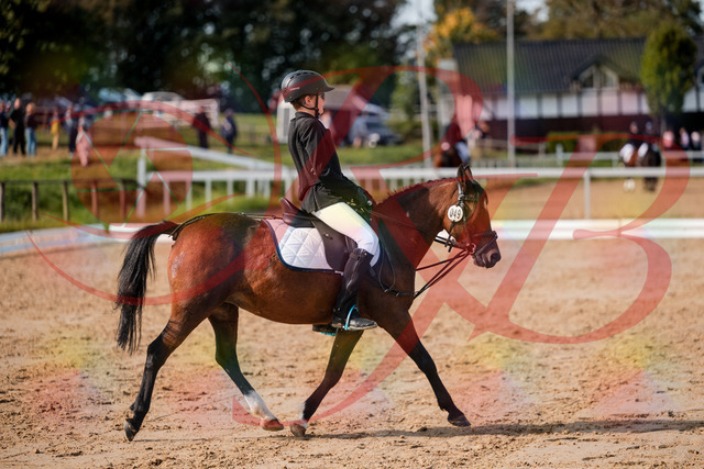 2026_10_03_Siefer-Hof_122020_Z63_42846540 | Professionelle Reitsport-, Turnier- und Eventfotografie von Robert Broda. Galerien mit ausgewählten und bearbeiteten Bildern direkt online ansehen und bestellen.