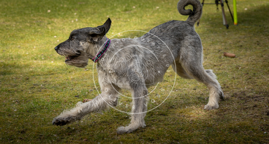 Pfotenfotografie_DV3A5539 | Hundefotografie, Tierfotograf, Pfotenfotografie, Fotoshooting Hund, Hunde Portrait, Hundesport, Hundeportraits, Heideshooting, Hunde, Sportfotograf, Hundefotograf, Turnierhundsport, THS,  - Realisiert mit Pictrs.com