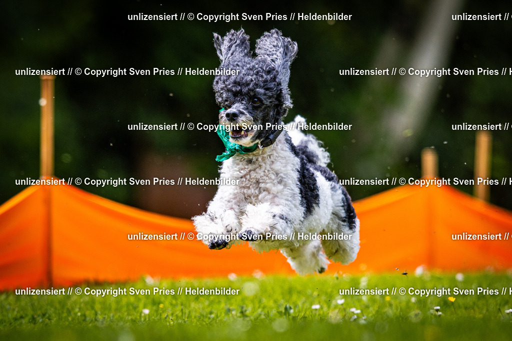 Sven Pries | 2026-05-14 - Hunderennen KA Durlach Vatertag 2026 - Realisiert mit Pictrs.com