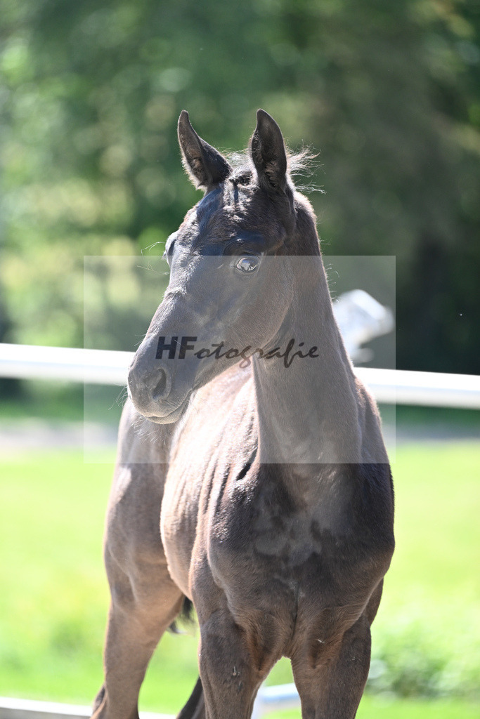 Kat-Nr. 8 HF Fuerst Zonik PS_Kratz_16230249 | hf-fotografie - Realisiert mit Pictrs.com