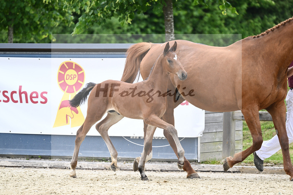 Kat-Nr. 23 HF Emperor_Feigl_17230598 | hf-fotografie - Realizzato con Pictrs.com