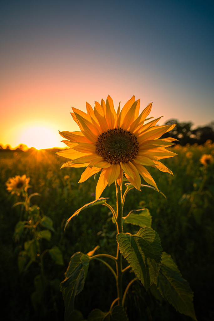 Sonnenblumenfeld | In diesem malerischen Moment verschmelzen Natur und Himmel miteinander, während die Sonnenblume stolz ihr Gesicht zur Sonne wendet und die Schönheit des Abends in ihrer vollen Pracht genießt. Es ist ein beeindruckendes Schauspiel, das die Magie der Natur und den Zauber eines Sonnenuntergangs vereint.