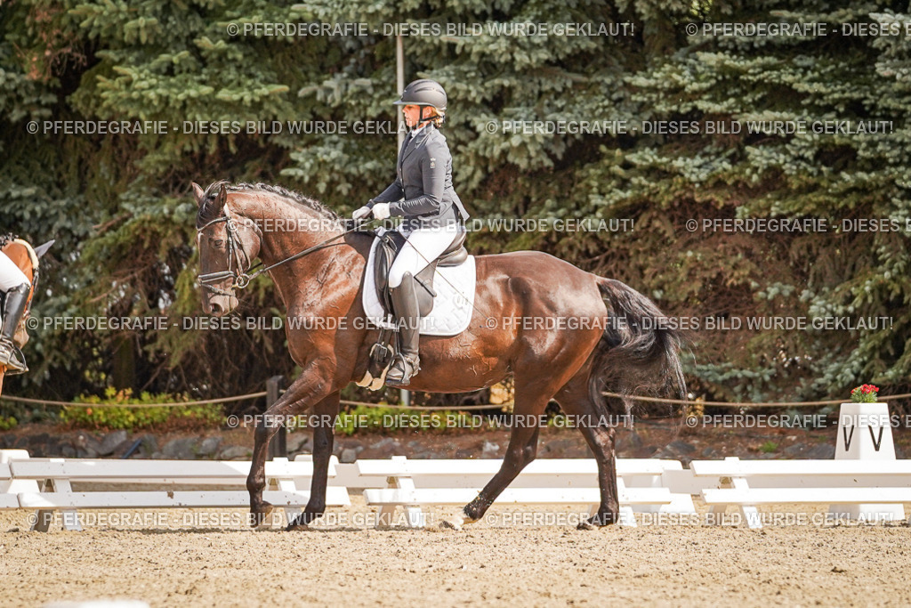 DSC01172 | Pferdegrafie