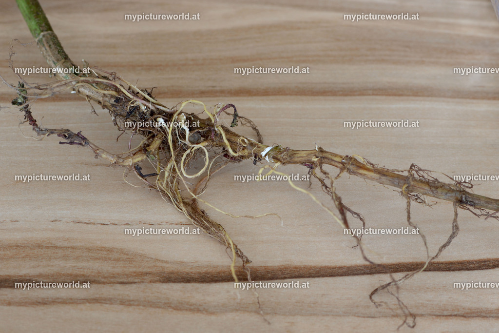 Große Brennnessel-009 | Das Bilderarchiv über Tiere, Planzen und Landschaften. In der Bilddatenbank finden Sie ein große Auswahl an hochwertigen Bilder für Ihre Werbung - Realisiert mit Pictrs.com