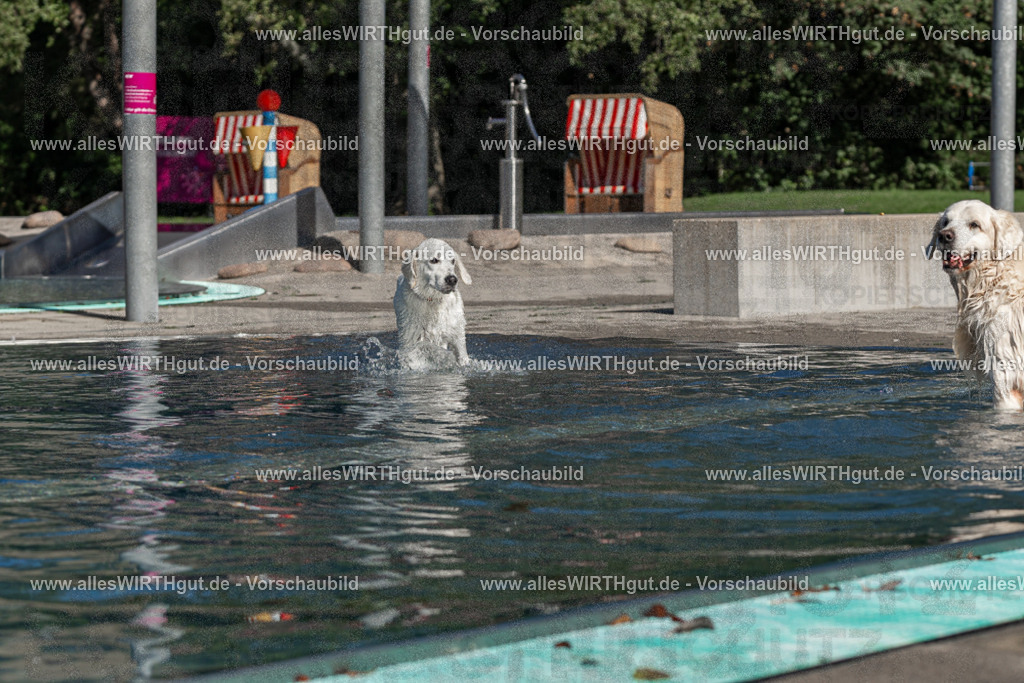 Hundeschwimmen_Volksbad_2026-allesWIRTHgut_Tierfotografie-2609061059-FAY06072 | Professionelle Tierfotografie in Mönchengladbach von Daniel Wirth (allesWIRTHgut). Liebevolle & natürliche Bilder von Hunden & Katzen für unvergessliche Erinnerungen.