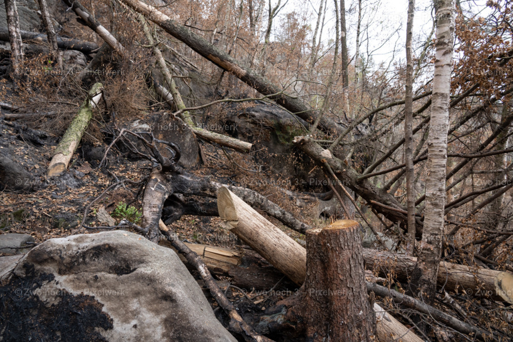 Obere_Affensteinpromenade_Siegfried_Bergfried_Wald_Waldbrand | 2022-09-02_Waldbrandgebiete_2 - Realisiert mit Pictrs.com