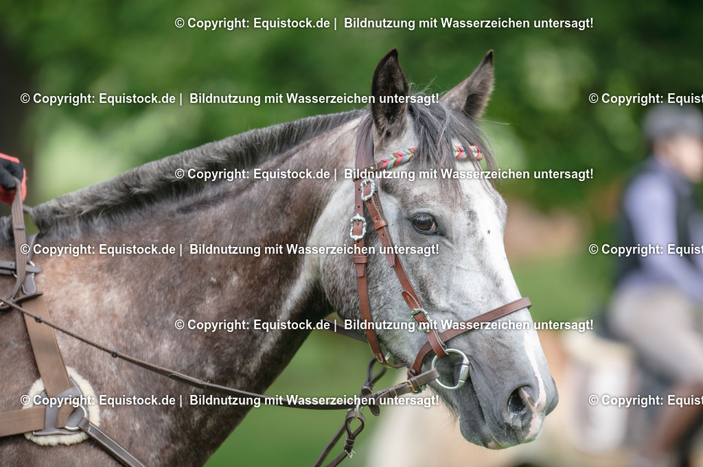 20250726_Vielseitigkeitslehrgang-Marbach_0103 | Foto: Thomas Hartig